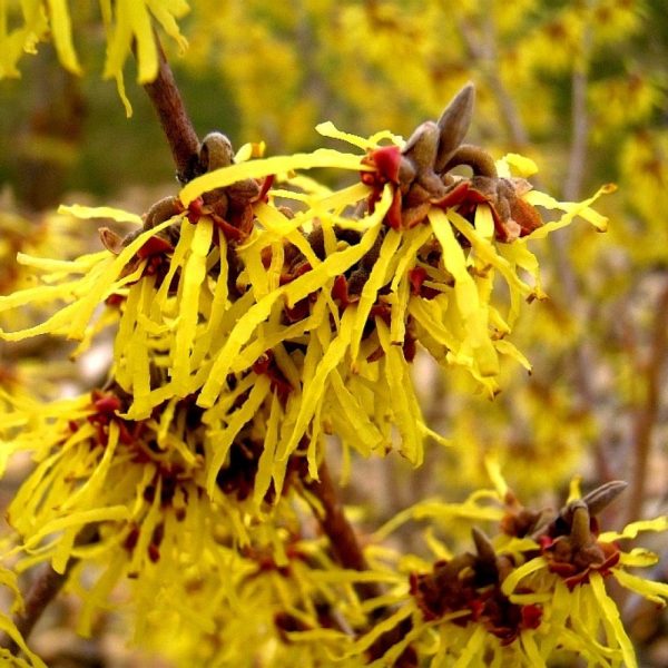 Νερό Αμαμελίδας 200 ml