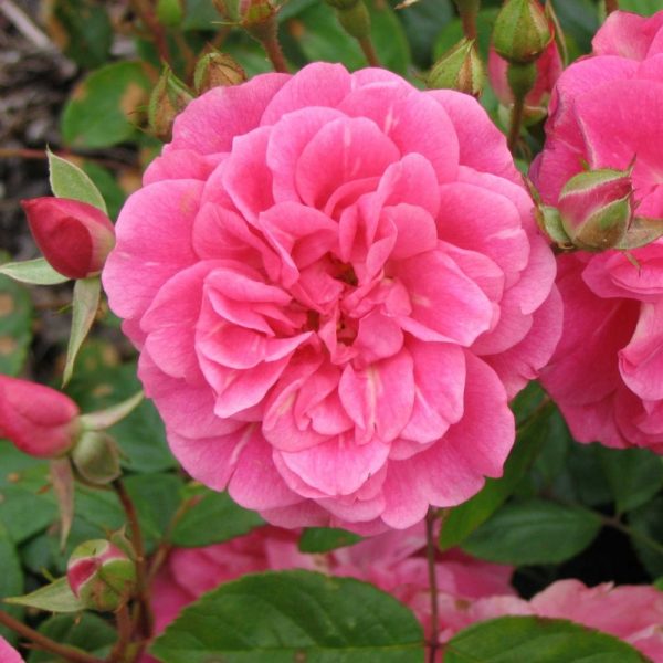 Ροδόνερο 200 ml