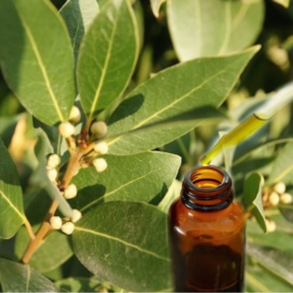 Αιθέριο Έλαιο Δάφνης