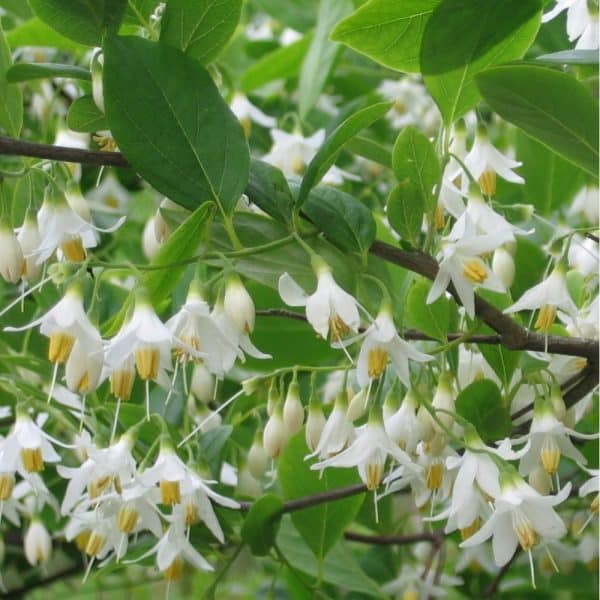 Αιθέριο Έλαιο Βενζόη