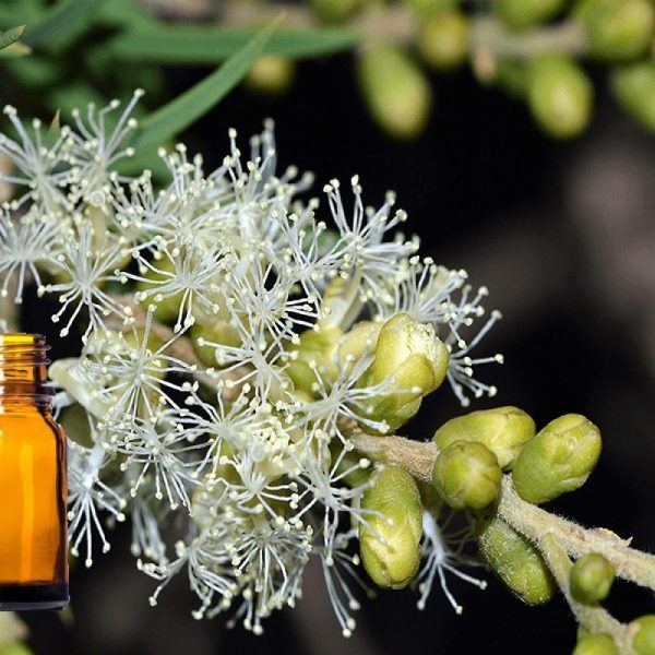 Αιθέριο Έλαιο Κατζεπούτ