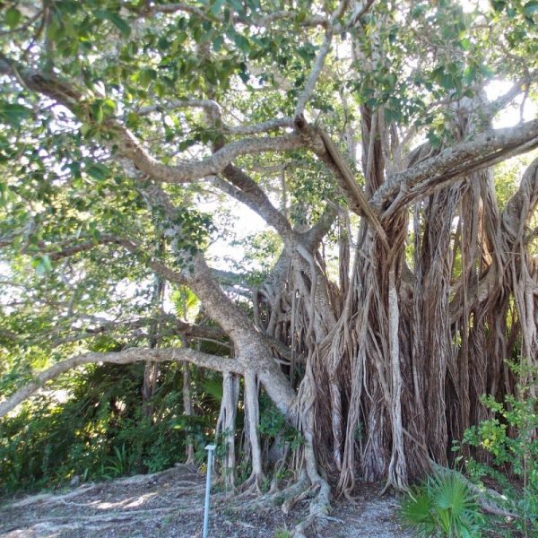 Αιθέριο Έλαιο Ξύλο του Χο